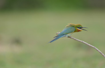 Blue-tailed bee-eater 