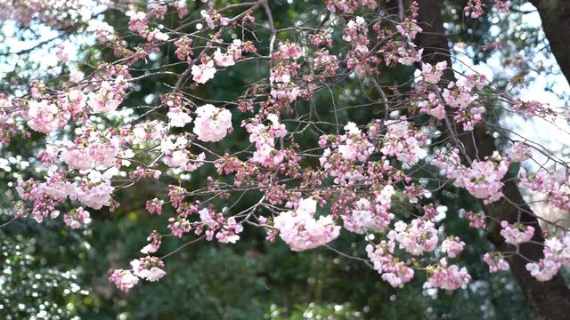 Cherry Blossom at Shinjuku, Tokyo