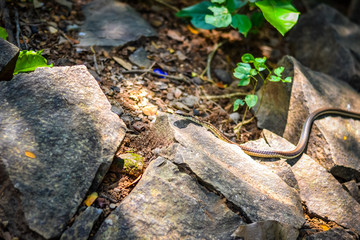 Common Non Venomous Snake