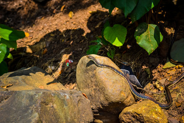 Common Non Venomous Snake