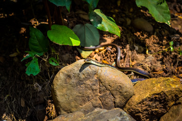 Common Non Venomous Snake