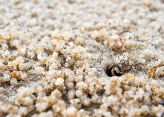Ghost crab eating on sand beach, Close to their holes