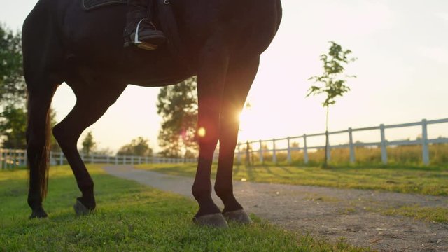 SLOW MOTION, CLOSE UP: Silhouetted horse legs standing still on the grass on stunning country ranch surrounded by lush green nature at golden light sunrise. Unrecognizable rider riding mare at sunset