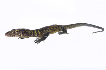 Blue-tailed monitor, Varanus doreanus, adult