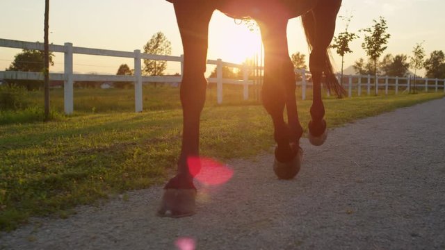 SLOW MOTION CLOSE UP, DOF: Camera moving from horse legs up. Serious elder man with mustache riding beautiful dark brown mare on horse ranch. Strong gelding with a rider walking at golden light sunset
