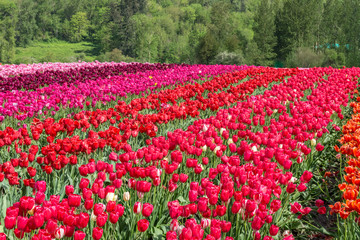 A field of red tulips country farm