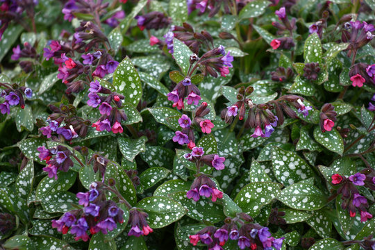 Fototapeta Blossoming pulmonaria./In a garden has expanded and plentifully blossoms small flowers pulmonaria.