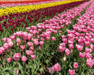 A field of red tulips country farm