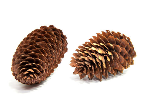 The fir cone isolated on white background