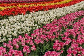 A field of red tulips country farm