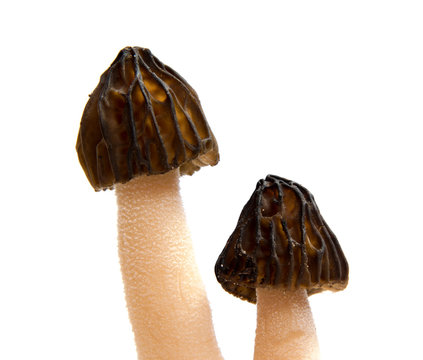 Wild spring Morel mushroom (Morchella esculenta). Delicacy fungus.
