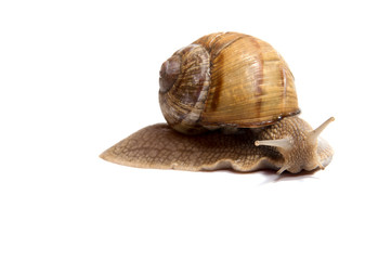 Crawling snail isolated on a white background