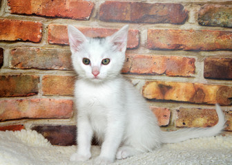 One small fluffy white kitten sitting up on sheepskin looking at viewer, brick wall background