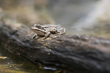 edible frog, Pelophylax esculentus