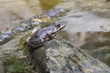 edible frog, Pelophylax esculentus