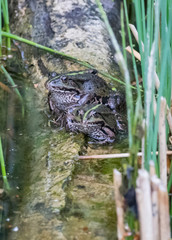 edible frog, Pelophylax esculentus