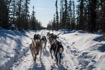 アラスカの犬ぞりからの視点