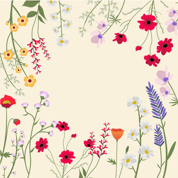 Variety of Wild Flowers Vector Illustration