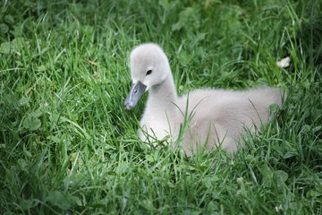 Poussin de cygne tuberculé