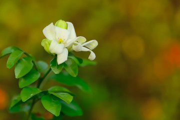 Night jasmine flowers