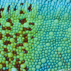 gros plan sur peau de caméléon, chromatophores, cellules pigmentaires © Unclesam