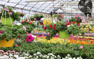 interior of a large greenhouse with sale of plants and flowers i