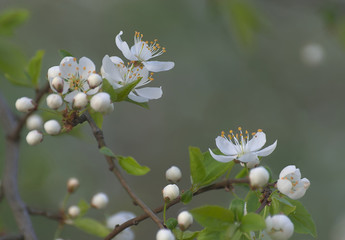 Wiosenna gałązka 2 © Tomek Kiecana