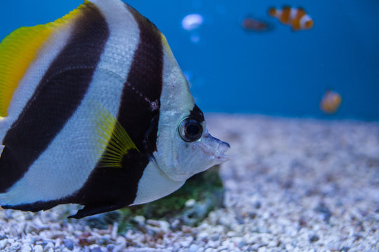 Marine fish and freshwater fish species in the Bueng Chawak Aquarium, Thailand.