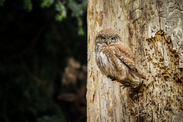 Pygmy owl (Glaucidium passerinum) - Sóweczka - obrazy, fototapety, plakaty