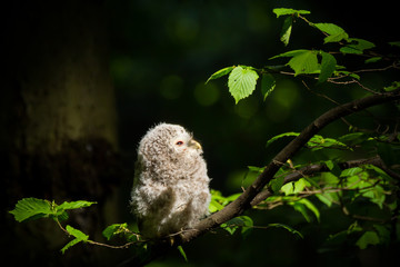 Fototapeta Ural owl (Strix uralensis) - Puszczyk uralski obraz