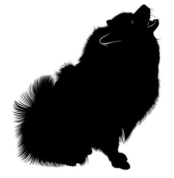 Black silhouette of spitz. Vector.  isolated on white background. Spitz dog