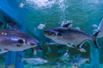 Marine fish and freshwater fish species in the Bueng Chawak Aquarium, Thailand.