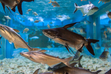 Marine fish and freshwater fish species in the Bueng Chawak Aquarium, Thailand.