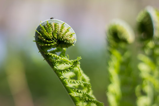 fern opening in the forest
