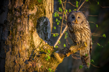 Fototapeta Ural owl (Strix uralensis) - Puszczyk uralski obraz