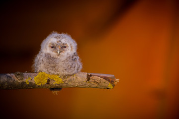Naklejka premium Tawny owl (Strix aluco) - Puszczyk zwyczajny