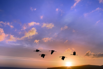Landscape during sunset with flying birds