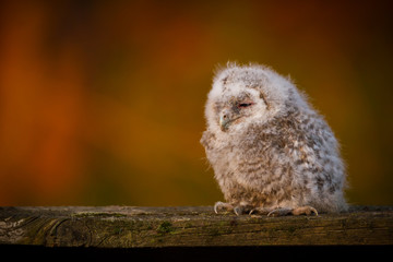 Tawny owl (Strix aluco) - Puszczyk zwyczajny - obrazy, fototapety, plakaty