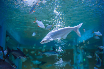 Marine fish and freshwater fish species in the Bueng Chawak Aquarium, Thailand.