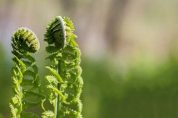 fern opening in the forest