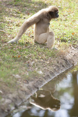 A white handed Gibbon sitting on waterfront.