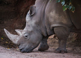 Rhinocerous looking for food