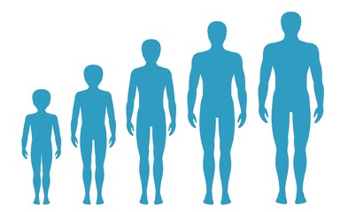 Man's body proportions changing with age. Boy's body growth stages. Vector illustration. Aging concept. Illustration with different man's age from baby to adult. European men flat style. - 152928599