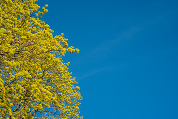 Fototapeta premium Blossoming branches of a maple tree in the spring against blue s
