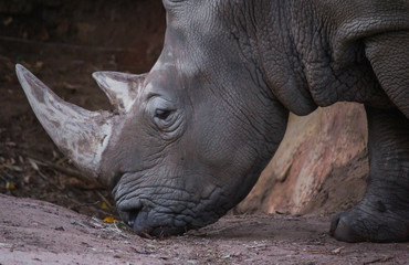 Obraz premium Rhinocerous looking for food