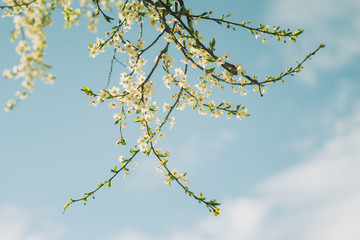 Sunlit cherry tree branch with blooming flowers