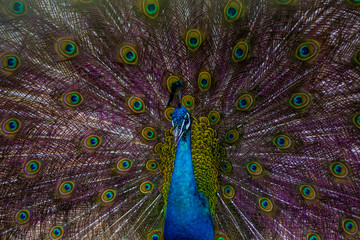 Obraz premium Peacock