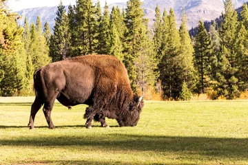Rucksack männliche Bisonbüffel weiden © Panosoli
