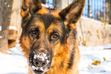 Dog german shepherd in a winter