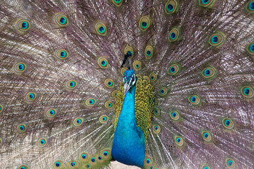 Naklejka premium Peacock